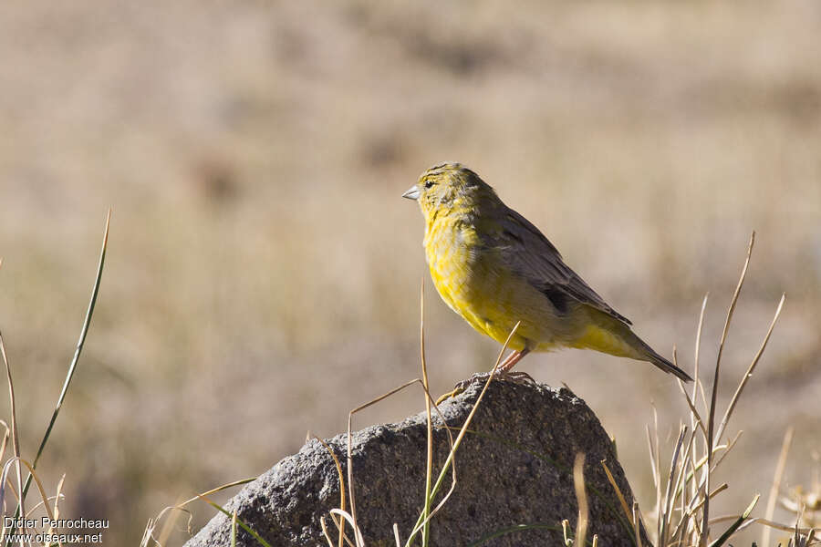 Greater Yellow Finch