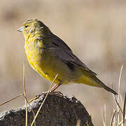 Greater Yellow Finch