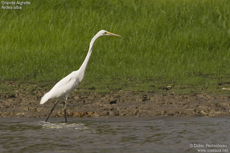 Great Egret