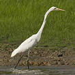 Grande Aigrette