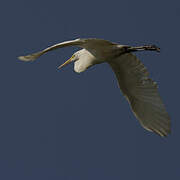 Grande Aigrette