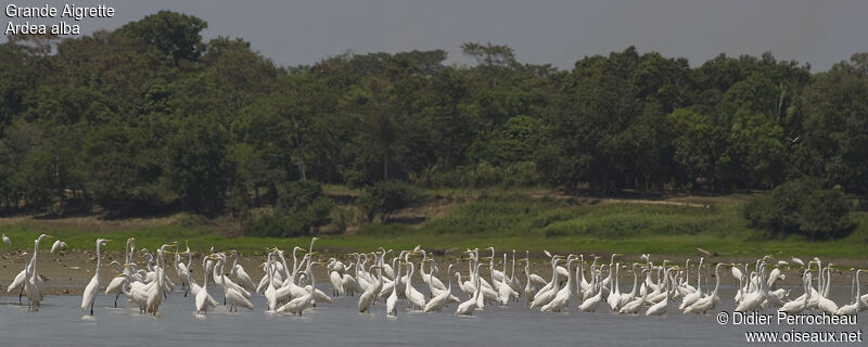 Great Egret