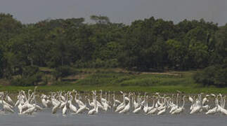 Grande Aigrette