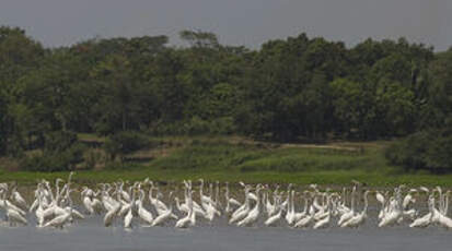 Grande Aigrette