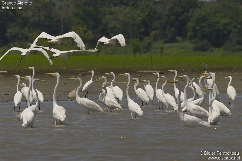 Grande Aigrette