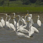 Great Egret