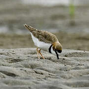 Collared Plover