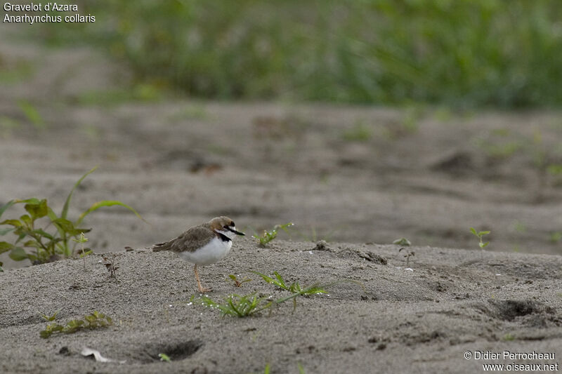 Collared Plover