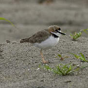 Collared Plover