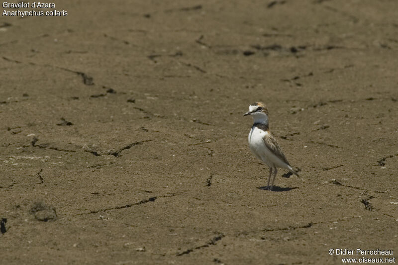 Collared Plover