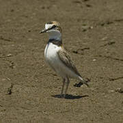 Collared Plover