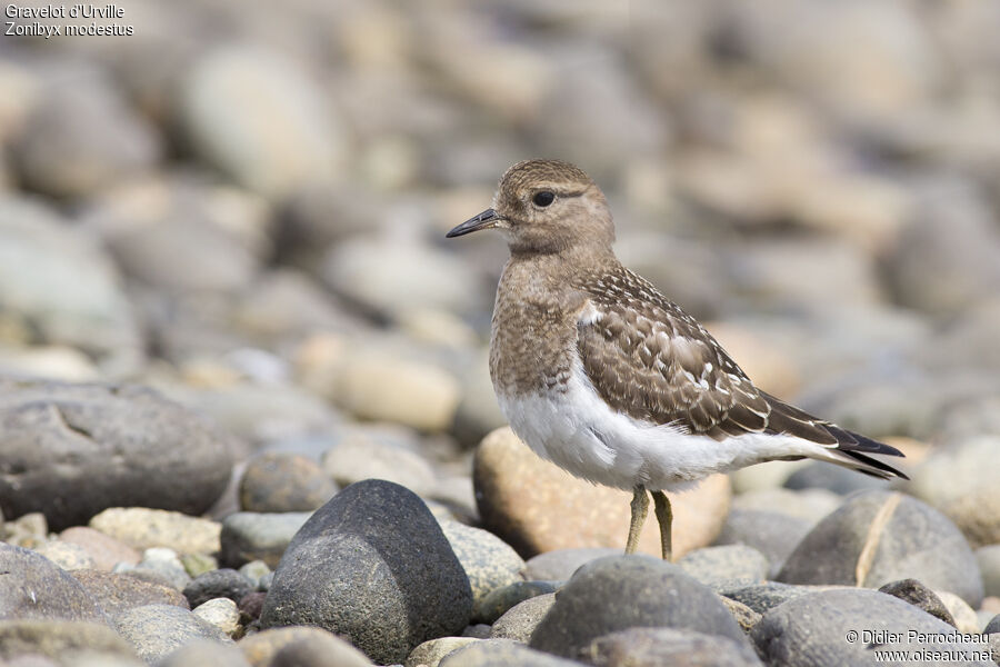 Rufous-chested Dottereljuvenile