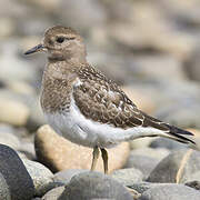 Rufous-chested Dotterel