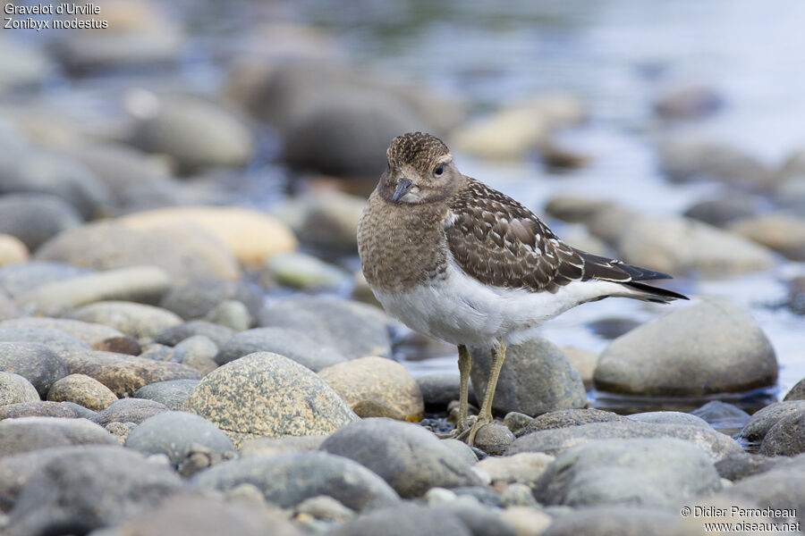 Rufous-chested Dotterel