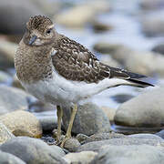 Rufous-chested Dotterel