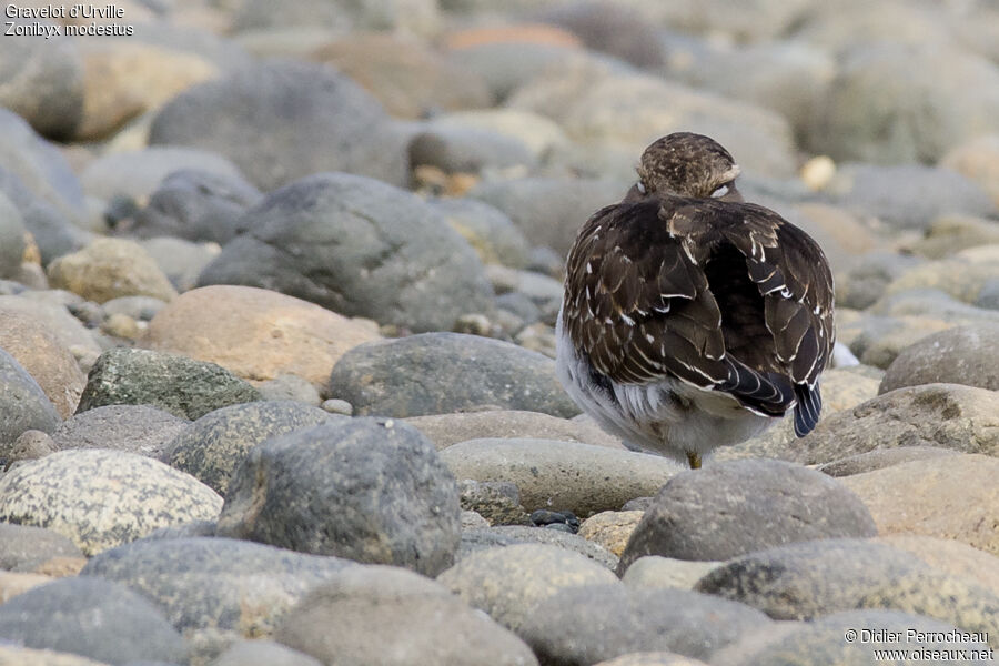 Rufous-chested Dottereljuvenile