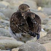 Rufous-chested Plover