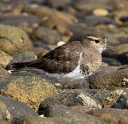 Rufous-chested Dotterel