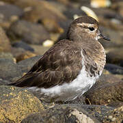 Rufous-chested Dotterel