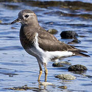 Rufous-chested Plover