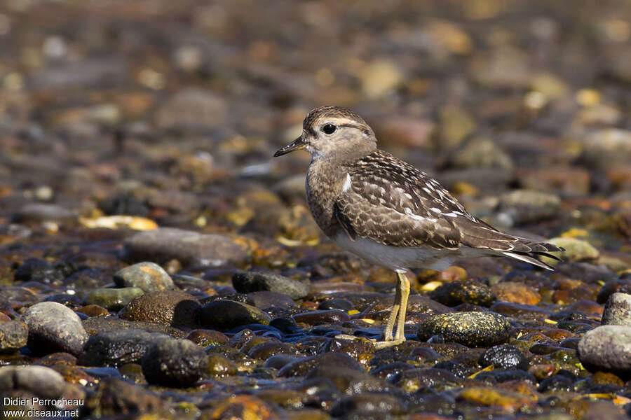 Rufous-chested Dottereljuvenile, identification