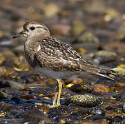 Rufous-chested Plover