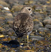 Rufous-chested Plover