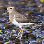 Rufous-chested Dotterel