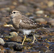 Rufous-chested Plover