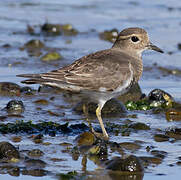 Rufous-chested Dotterel