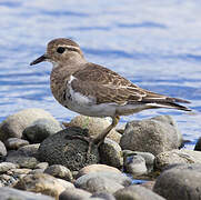 Rufous-chested Dotterel