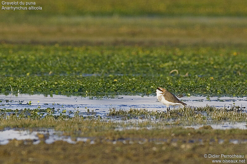 Gravelot du puna