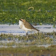 Puna Plover