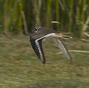 Killdeer