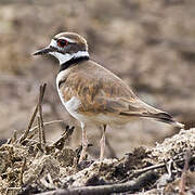 Killdeer