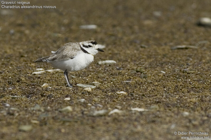 Snowy Plover, identification