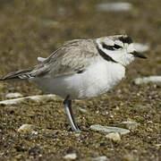 Snowy Plover