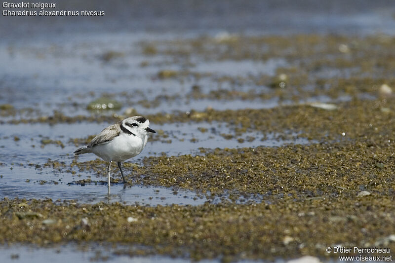 Snowy Plover