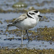 Snowy Plover