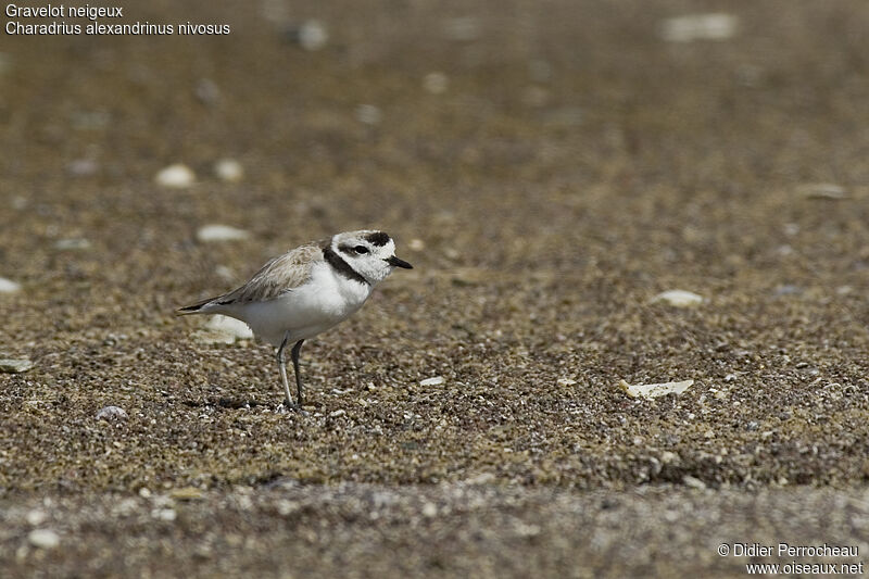 Snowy Plover, identification