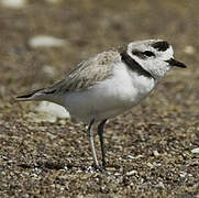 Snowy Plover