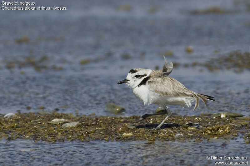 Snowy Plover