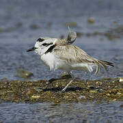 Snowy Plover