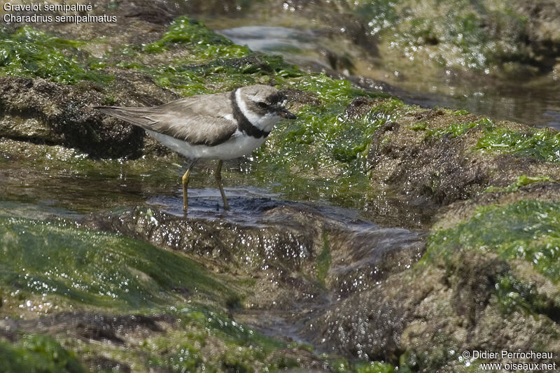 Semipalmated Plover