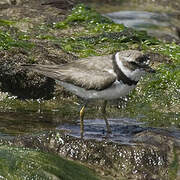 Semipalmated Plover