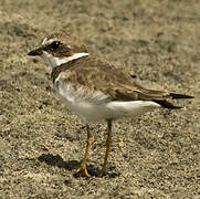 Semipalmated Plover