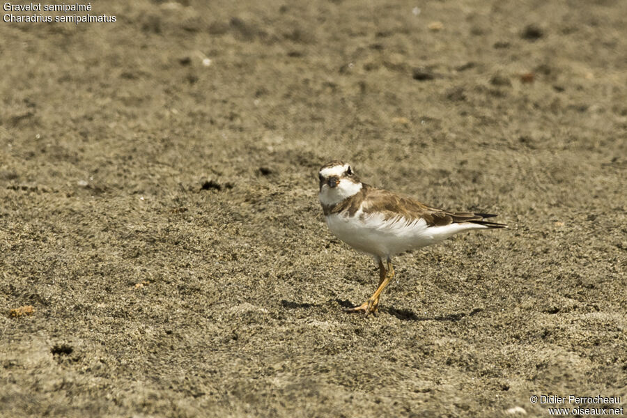 Semipalmated Plover