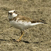 Semipalmated Plover