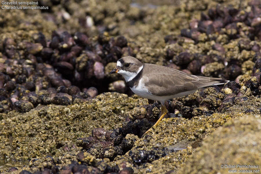 Semipalmated Plover