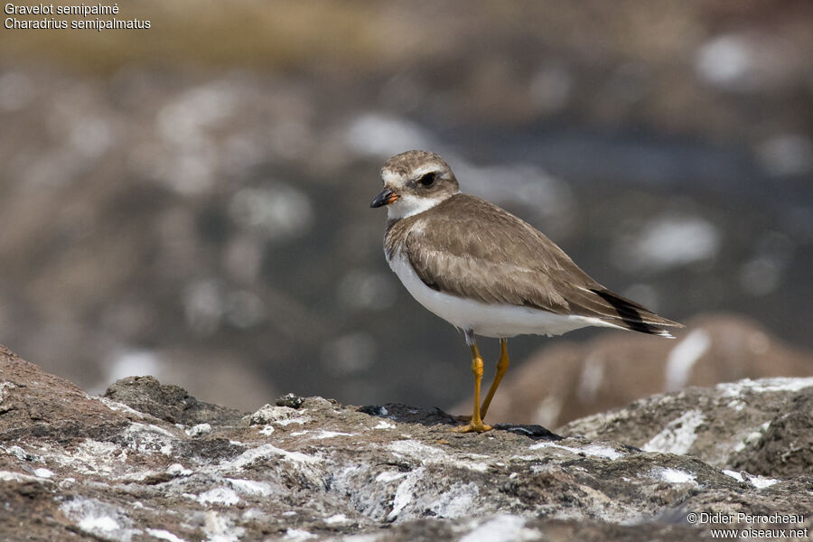 Semipalmated Plover